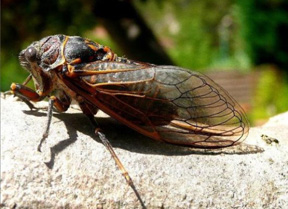 cicada image
