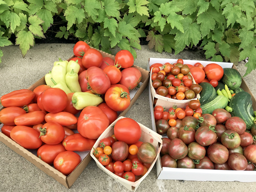 image of harvest