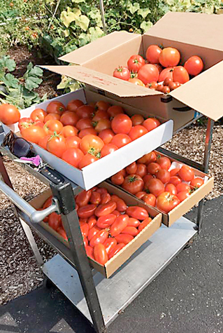 image of harvest