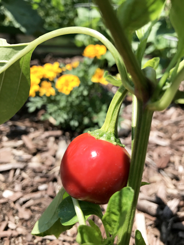 photo of plant