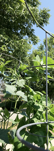 photo of plant