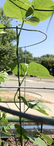 photo of plant