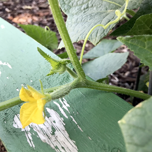 photo of plant