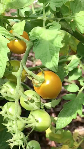 photo of plant