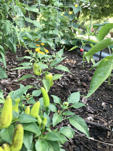 photo of plant