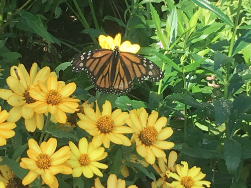 photo from triangle garden