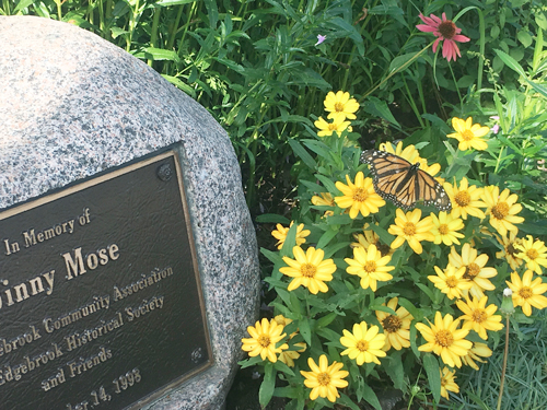 photo of monarch