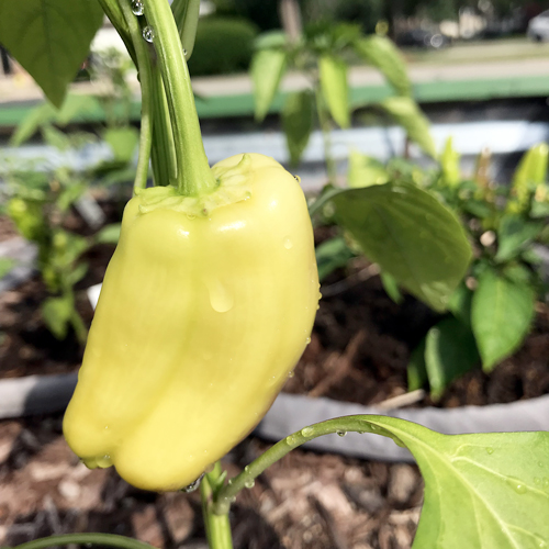 photo of plant