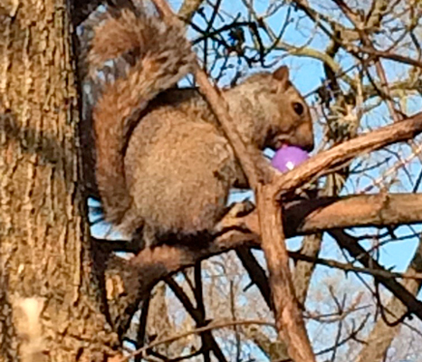 squirrel