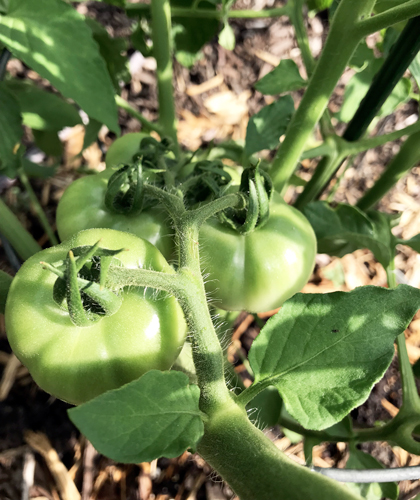 photo of plant