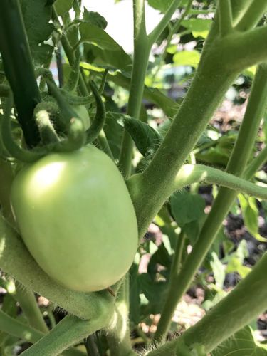 photo of plant