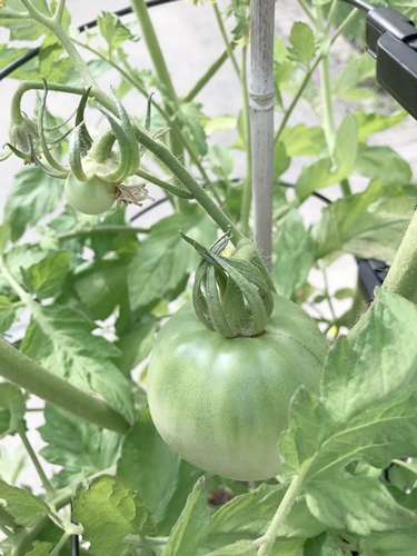 photo of plant
